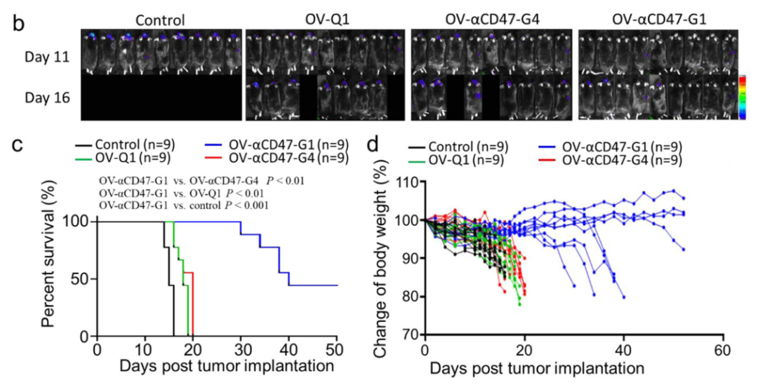 Nature子刊：溶瘤病毒+CD47，有望攻克最难治的胶质母细胞瘤