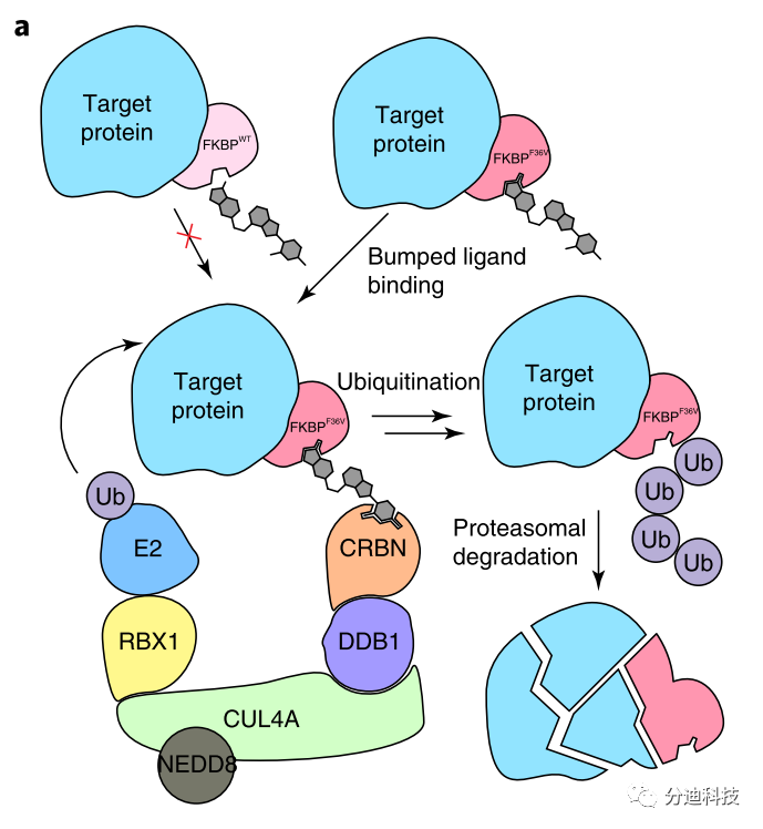 干货！靶向蛋白降解会议视频记录 | Nathanael Gray