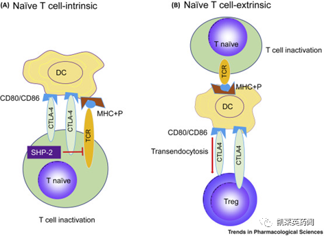 聚焦药靶：一文尽览肿瘤免疫治疗分子CTLA-4的研究现状