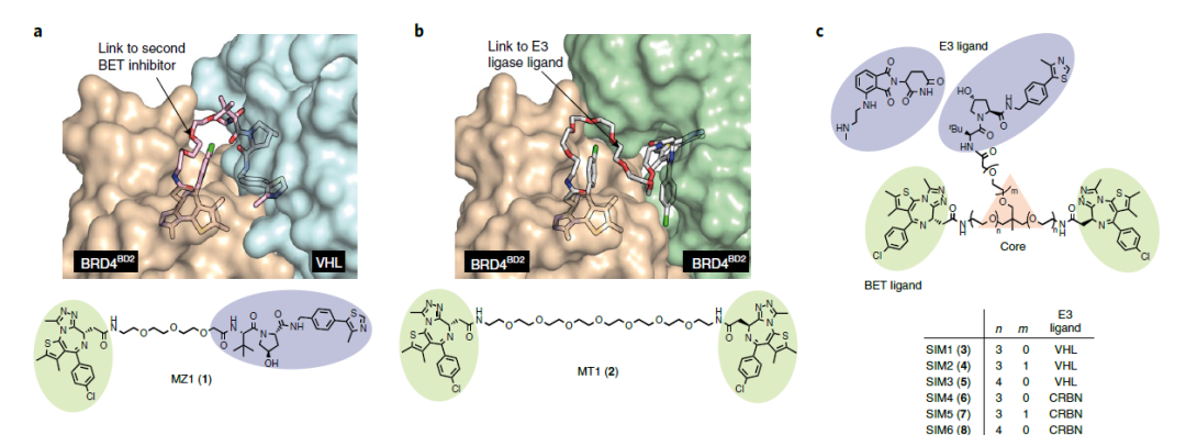 【Nature子刊】降解活性提高了300倍的一种三价PROTAC降解剂