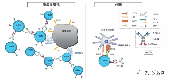 聚焦药靶：一文尽览肿瘤免疫治疗分子CTLA-4的研究现状