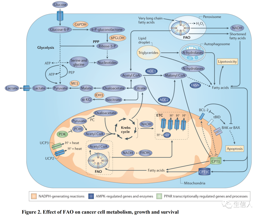 肿瘤又一个重磅热点思路：脂肪酸