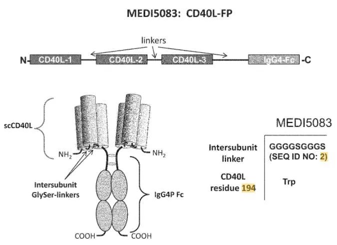 小药谈肿瘤免疫：CD40