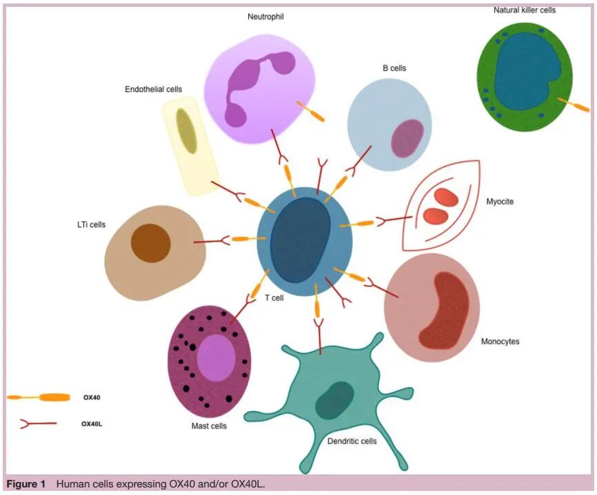 小药谈肿瘤免疫：OX40