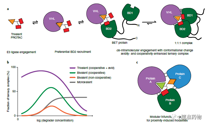 【Nature子刊】降解活性提高了300倍的一种三价PROTAC降解剂