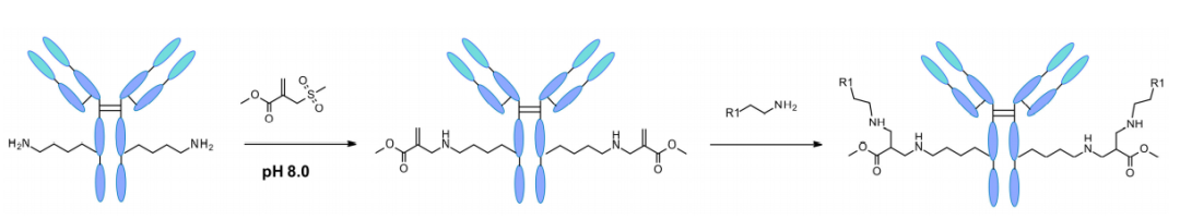 收藏！ADC全景概况（payload，linker，conjugate和Endocytosis）