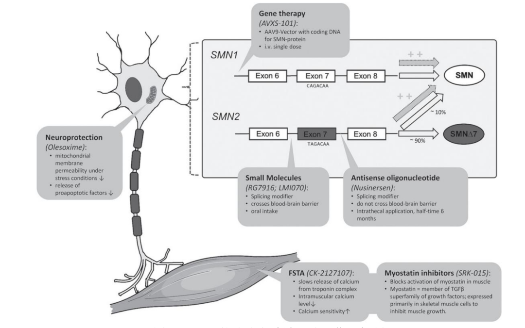 绝望泥潭中的希望之花：探究罕见病脊髓性肌萎缩症（SMA）的热点治疗策略