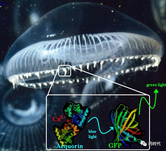 徐亦迅博士 ｜“诺光灯”下的科学史掠影 (下)——2008年化学奖：生物发光现象与绿色荧光蛋白的发现