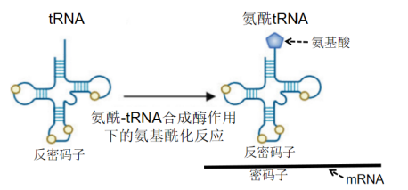 mRNA技术风头正劲，tRNA疗法又来了，这一黑科技将在医药领域掀起怎样的旋风？