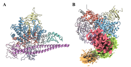 里程碑！PNAS | 人源全长PI3Kα复合物三维结构成功解析（附：邵峰院士、叶德全院长点评）