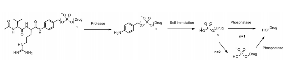 收藏！ADC全景概况（payload，linker，conjugate和Endocytosis）