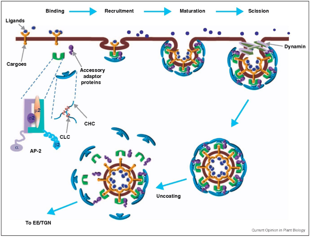 收藏！ADC全景概况（payload，linker，conjugate和Endocytosis）