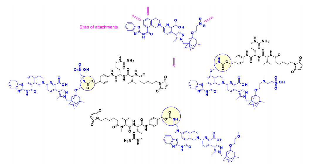 收藏！ADC全景概况（payload，linker，conjugate和Endocytosis）