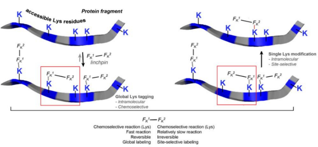 收藏！ADC全景概况（payload，linker，conjugate和Endocytosis）