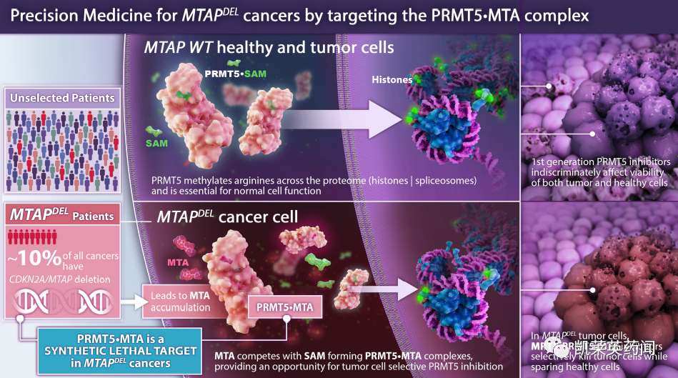 合成致死：Mirati向FDA提交PRMT5抑制剂IND，靶向MTAP缺失型肿瘤
