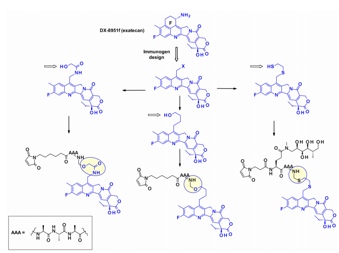 收藏！ADC全景概况（payload，linker，conjugate和Endocytosis）