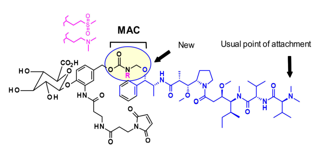 收藏！ADC全景概况（payload，linker，conjugate和Endocytosis）