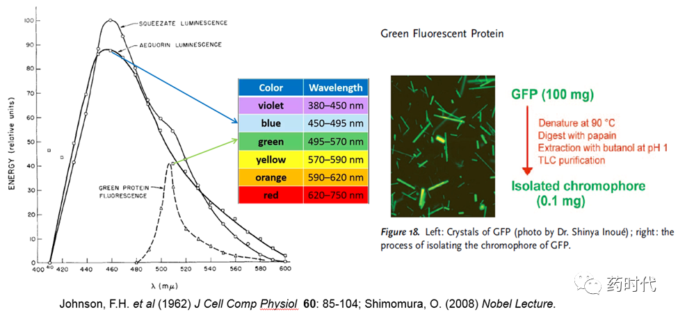 徐亦迅博士 ｜“诺光灯”下的科学史掠影 (下)——2008年化学奖：生物发光现象与绿色荧光蛋白的发现