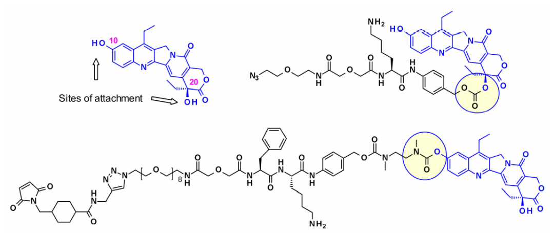 收藏！ADC全景概况（payload，linker，conjugate和Endocytosis）