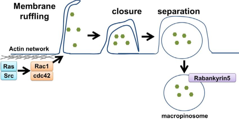 收藏！ADC全景概况（payload，linker，conjugate和Endocytosis）