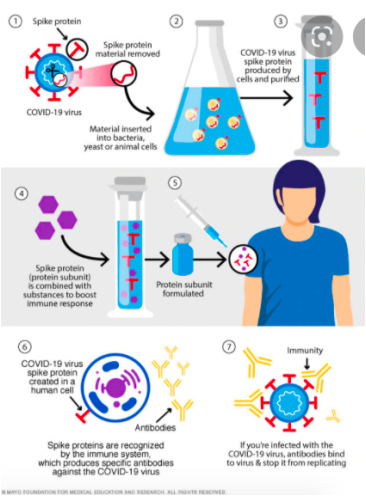最新！《自然》披露蛋白质新冠疫苗临床数据，未来它比mRNA疫苗更有潜力吗？