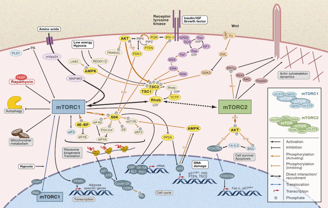 TOR：开启研究细胞生长代谢的大门 ｜ “诺奖值得”系列