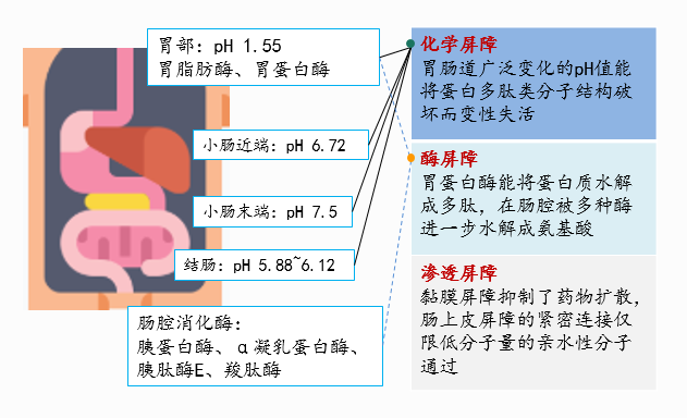 从司美格鲁肽到奥曲肽，一文读懂口服大分子药物的技术难点与对策