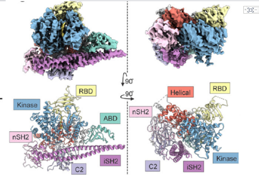 里程碑！PNAS | 人源全长PI3Kα复合物三维结构成功解析（附：邵峰院士、叶德全院长点评）