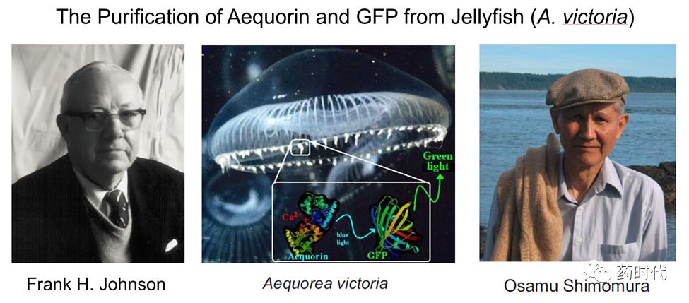 徐亦迅博士 ｜“诺光灯”下的科学史掠影 (下)——2008年化学奖：生物发光现象与绿色荧光蛋白的发现