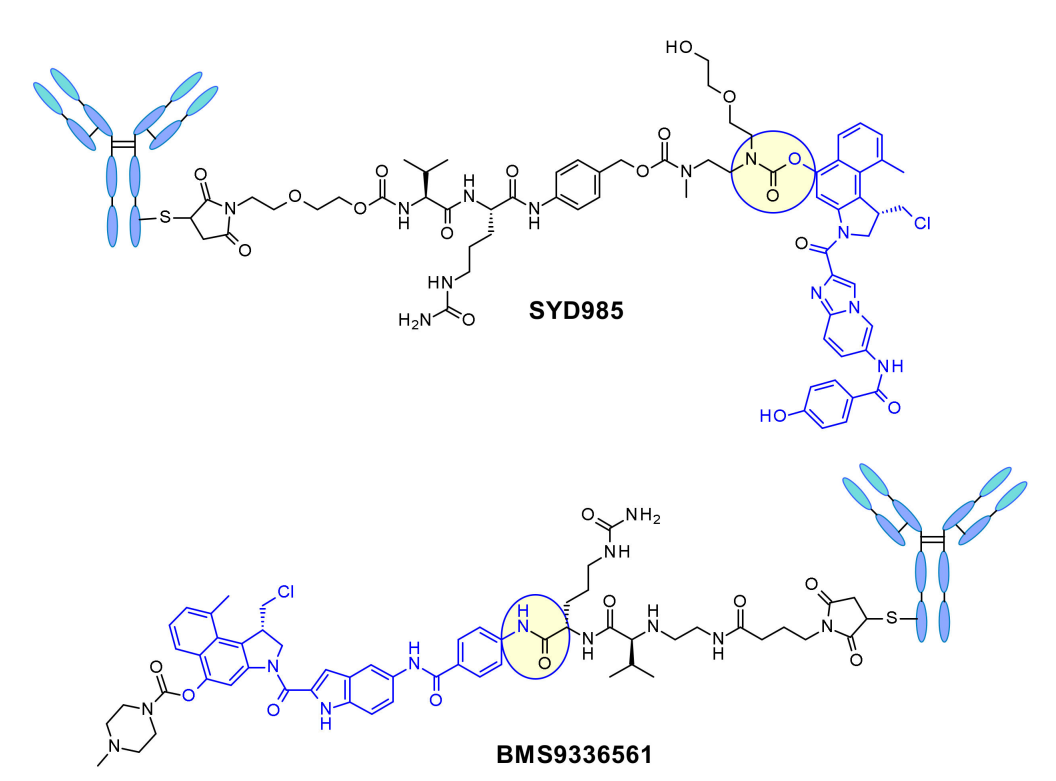 收藏！ADC全景概况（payload，linker，conjugate和Endocytosis）