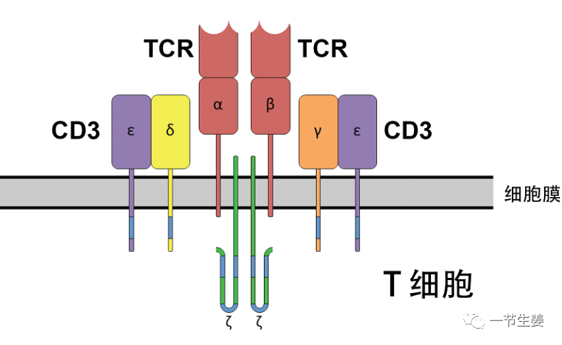 癌症细胞免疫治疗CAR-T：中国首款按1类生物制品申报的产品获批