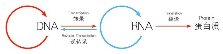 Nature：解决基因疗法脱靶效应新利器