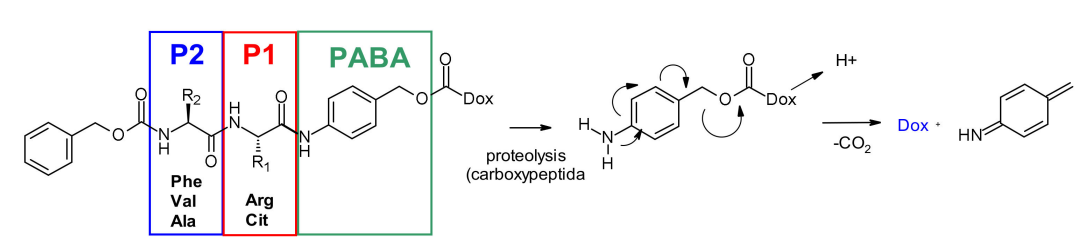 收藏！ADC全景概况（payload，linker，conjugate和Endocytosis）