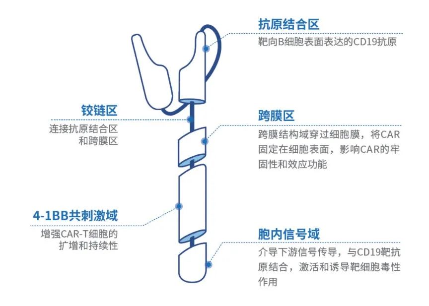 癌症细胞免疫治疗CAR-T：中国首款按1类生物制品申报的产品获批