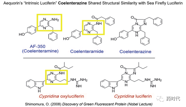 徐亦迅博士 ｜“诺光灯”下的科学史掠影 (下)——2008年化学奖：生物发光现象与绿色荧光蛋白的发现