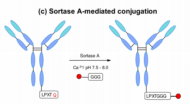 收藏！ADC全景概况（payload，linker，conjugate和Endocytosis）