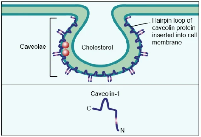 收藏！ADC全景概况（payload，linker，conjugate和Endocytosis）