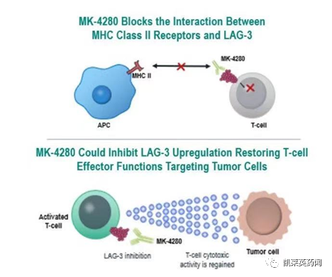 聚焦药靶：LAG-3，肿瘤免疫治疗的又一场豪赌