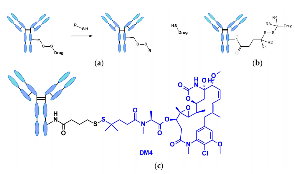 收藏！ADC全景概况（payload，linker，conjugate和Endocytosis）