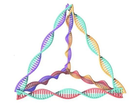 重磅！中国科学家开发出一种DNA分子 有望逆转1型糖尿病发病
