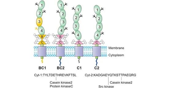 Fortis Therapeutics开发CD46免疫疗法，已完成4000万美元A轮融资