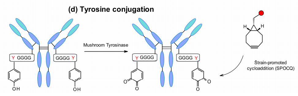 收藏！ADC全景概况（payload，linker，conjugate和Endocytosis）