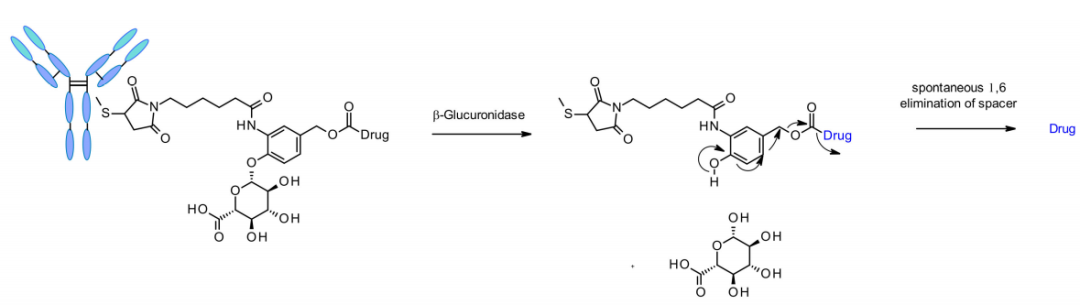 收藏！ADC全景概况（payload，linker，conjugate和Endocytosis）