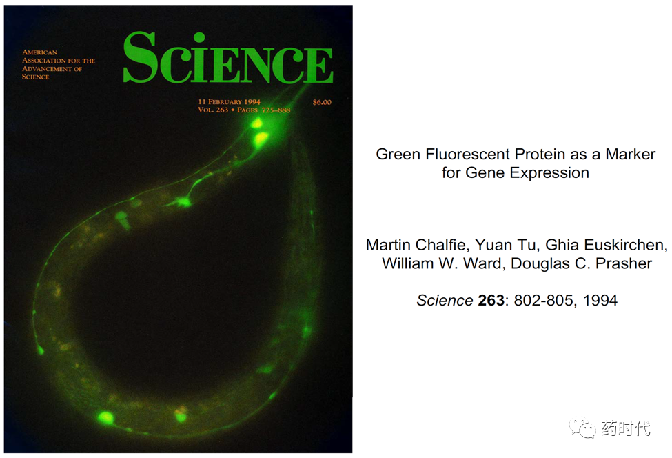 徐亦迅博士 ｜“诺光灯”下的科学史掠影 (下)——2008年化学奖：生物发光现象与绿色荧光蛋白的发现