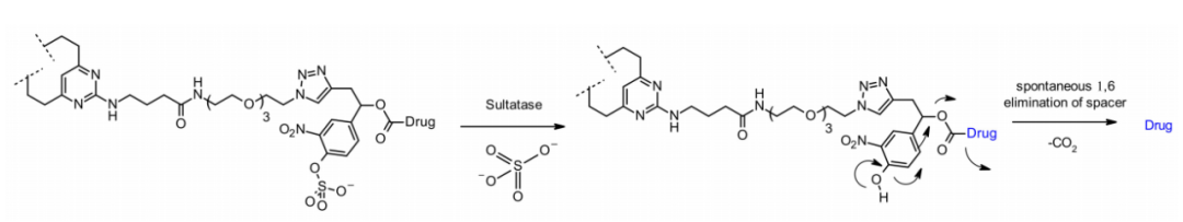 收藏！ADC全景概况（payload，linker，conjugate和Endocytosis）