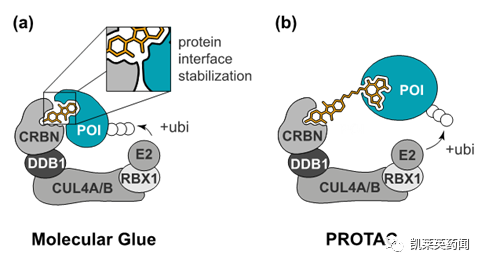 聚焦药靶：穿胶水的“恶魔”，靶向蛋白降解剂中分子胶的最新进展