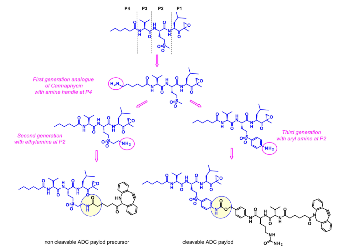 收藏！ADC全景概况（payload，linker，conjugate和Endocytosis）