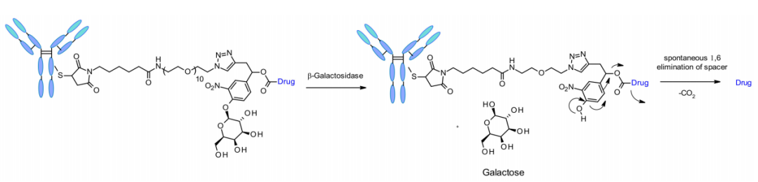 收藏！ADC全景概况（payload，linker，conjugate和Endocytosis）