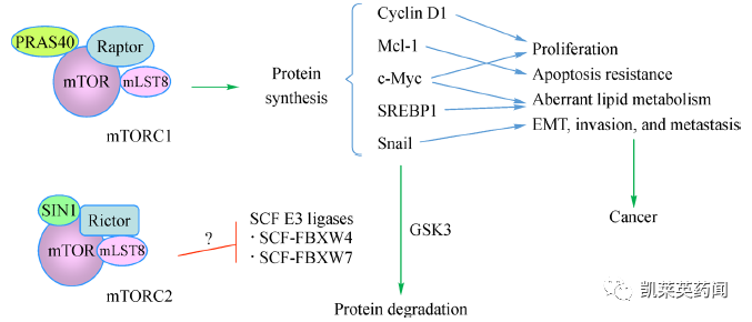 mTOR靶点的老药和新面孔