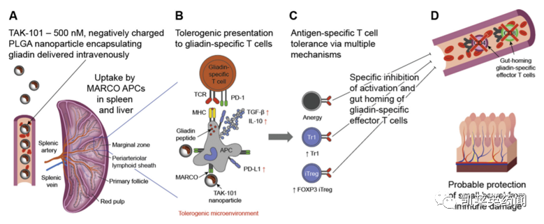 新药巡礼：隐藏在冰山下的免疫疾病与创新纳米微球疗法TAK-101